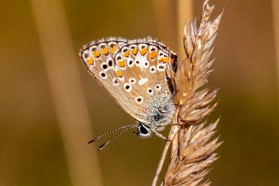 <i>Aricia agestis</i>