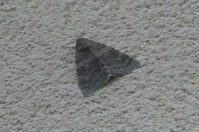 <i>Catocala nupta</i>