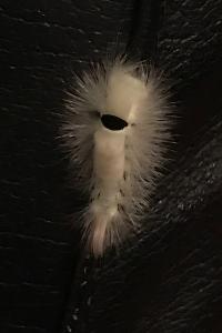 <i>Calliteara pudibunda</i>