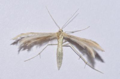 <i>Merrifieldia baliodactyla</i>