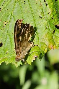 <i>Pararge aegeria</i>