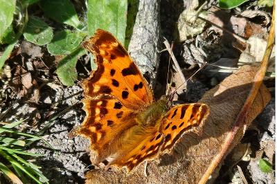<i>Polygonia c-album</i>