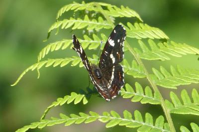<i>Araschnia levana</i>