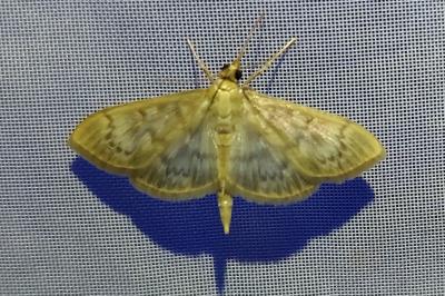 <i>Patania ruralis</i>