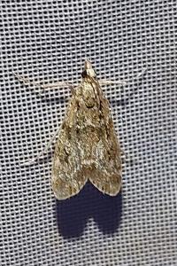 <i>Eudonia mercurella</i>