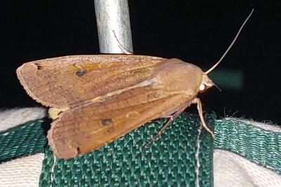 <i>Noctua pronuba</i>