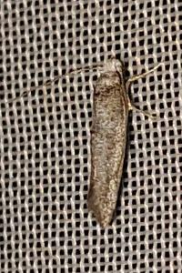 <i>Swammerdamia</i>