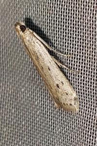 <i>Phycitodes</i>