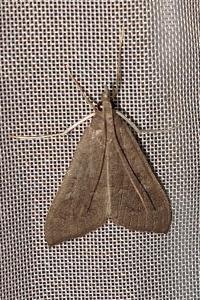 <i>Mecyna asinalis</i>