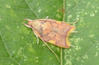 <i>Carcina quercana</i>