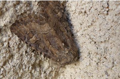 <i>Luperina testacea</i>
