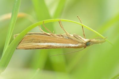 <i>Agriphila tristella</i>