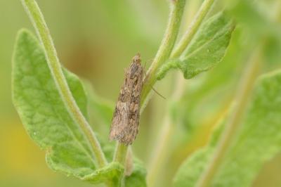 <i>Nomophila noctuella</i>
