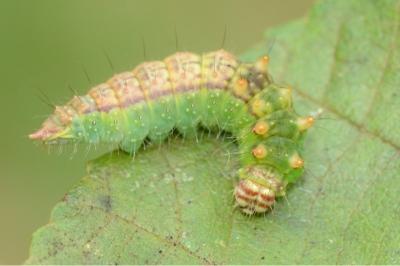 <i>Drepana falcataria</i>