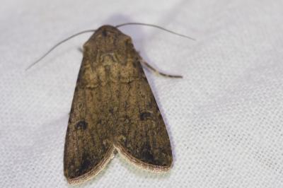 <i>Agrotis segetum</i>