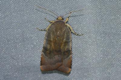 <i>Noctua janthe</i>