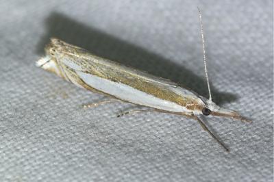 <i>Crambus pascuella</i>