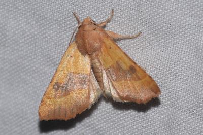 <i>Atethmia centrago</i>