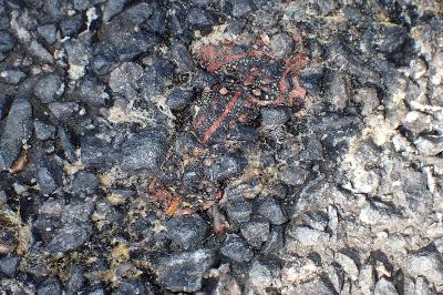 <i>Hyles euphorbiae</i>