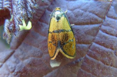 <i>Ptycholoma lecheana</i>