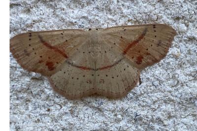 <i>Cyclophora punctaria</i>