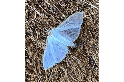 <i>Palpita vitrealis</i>