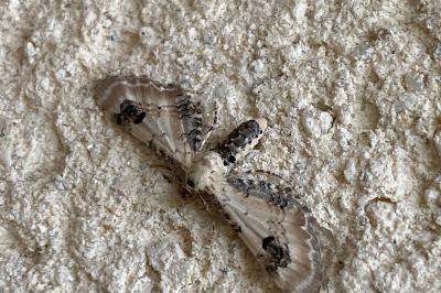 <i>Eupithecia centaureata</i>