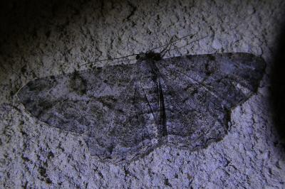 <i>Peribatodes rhomboidaria</i>