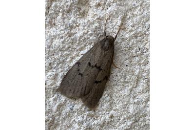 <i>Apaidia mesogona</i>
