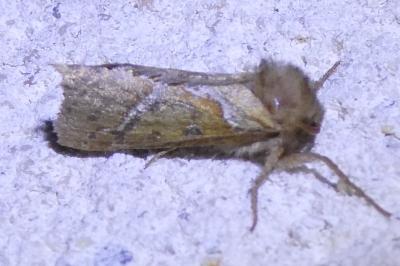 <i>Triodia sylvina</i>