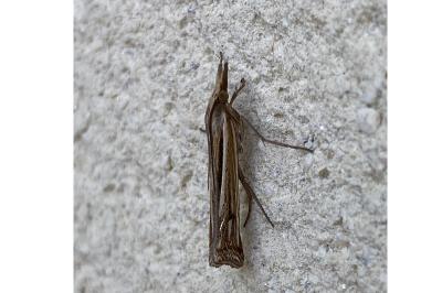 <i>Ancylolomia tentaculella</i>