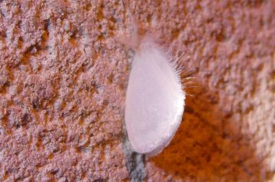 <i>Sphrageidus similis</i>
