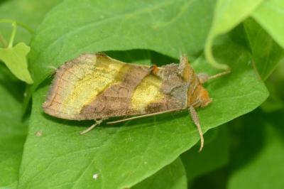 <i>Diachrysia chrysitis</i>