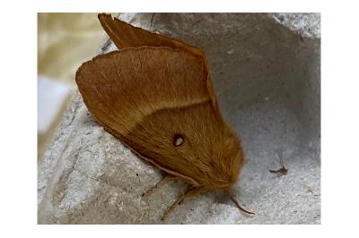 <i>Lasiocampa quercus</i>