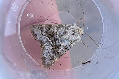 <i>Hecatera bicolorata</i>