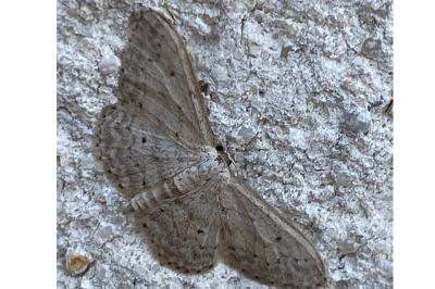 <i>Idaea seriata</i>