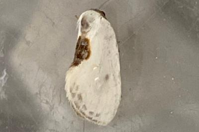 <i>Cilix</i>