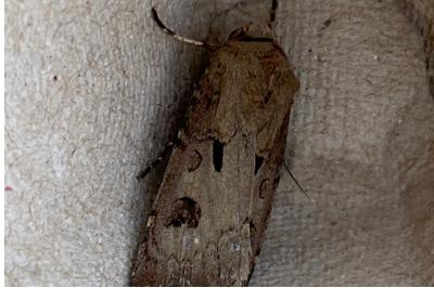 <i>Agrotis exclamationis</i>