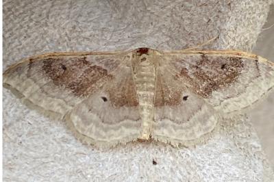 <i>Idaea degeneraria</i>