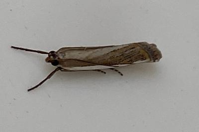 <i>Crambus pascuella</i>