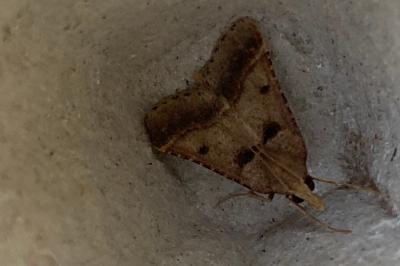 <i>Stemmatophora brunnealis</i>