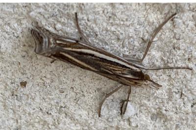 <i>Ancylolomia tentaculella</i>