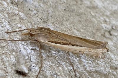 <i>Ancylolomia tentaculella</i>