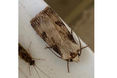 <i>Agrotis puta</i>