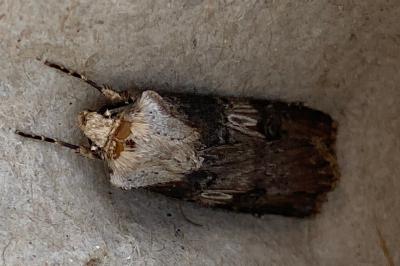 <i>Agrotis puta</i>
