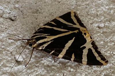 <i>Euplagia quadripunctaria</i>