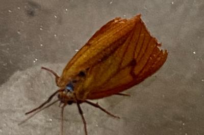 <i>Diacrisia sannio</i>
