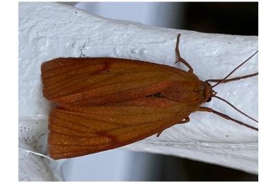 <i>Diacrisia sannio</i>