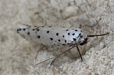 <i>Yponomeuta</i>