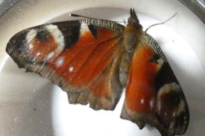 <i>Aglais io</i>